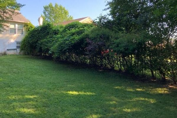 A before taken of a overgrown fence line before Susquehanna Lawn Care performed their shrub pruning service.