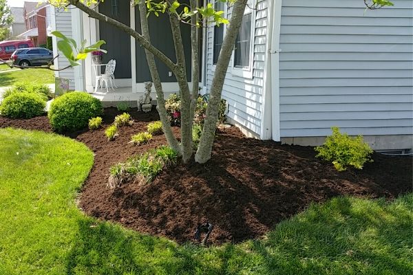 A landscape bed with fresh mulch surrounded a freshly pruned small tree.