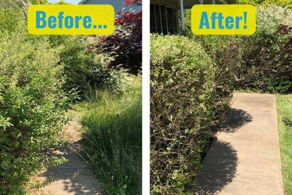 A before and after comparison of Susquehanna Lawn Care's fall pruning service. In the before photo, several overgrown shrubs are covering a walkway. In the after photo, the shrubs have been pruned back and are neatly surrounding the walkway.