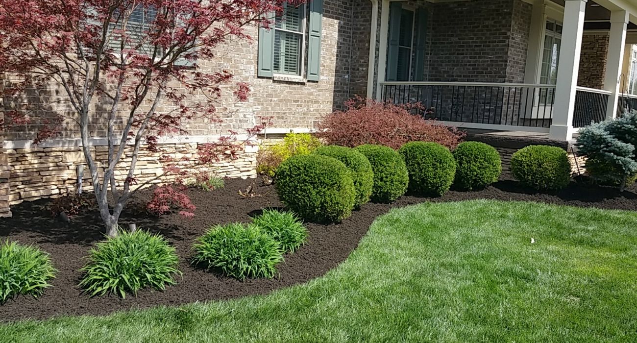 Plant Pruning Service | Shrub Care & Tree Pruning Up To 10'